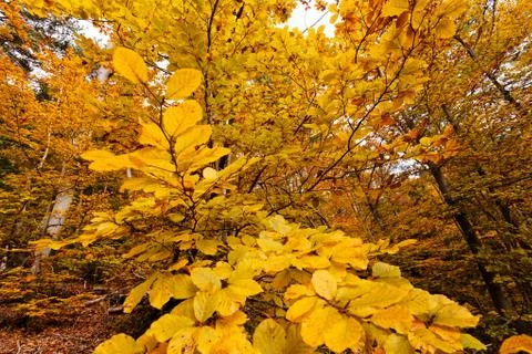 Autumn leaves Stock Photos