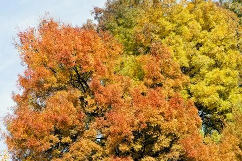Autumn leaves Stock Photos