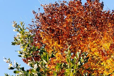 Autumn leaves Stock Photos