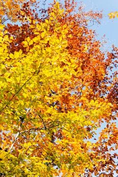 Autumn leaves Stock Photos