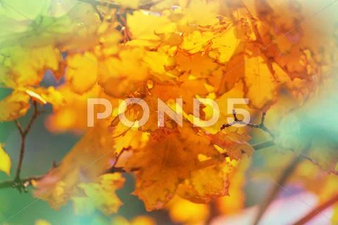 Autumn leaves Stock Photos