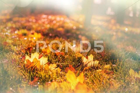 Autumn leaves Stock Photos