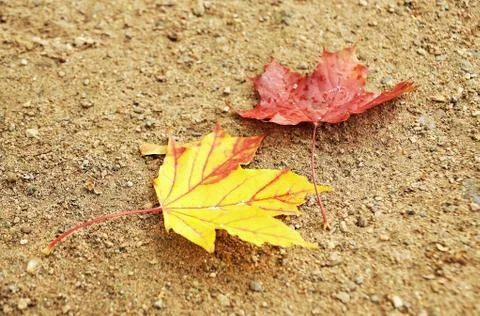 Autumn leaves Stockfoto's