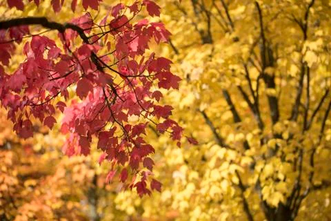Autumn leaves Stock Photos