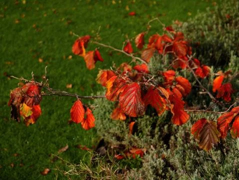 Autumn leaves Stock Photos