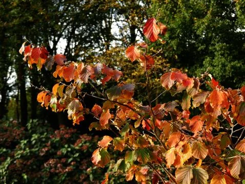 Autumn leaves 写真素材