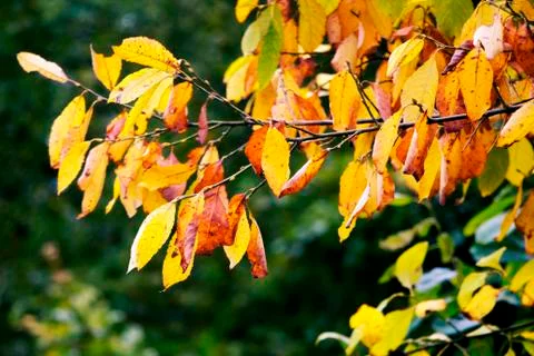 Autumn Leaves 写真素材