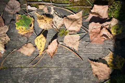 Autumn leaves Stock Photos