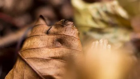 Autumn leaves Fotos de archivo