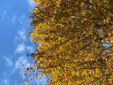 Autumn Leaves Stock Photos