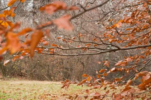 Autumn Leaves Stock Photos