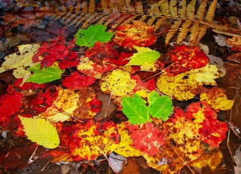 Autumn Leaves Stock Photos
