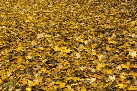 Autumn leaves Stock Photos