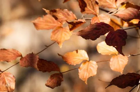 Autumn Leaves Stock Photos