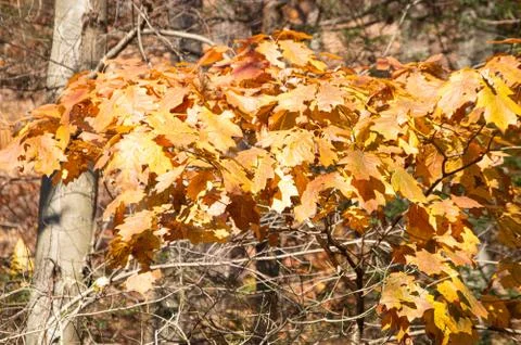 Autumn Leaves Stock Photos