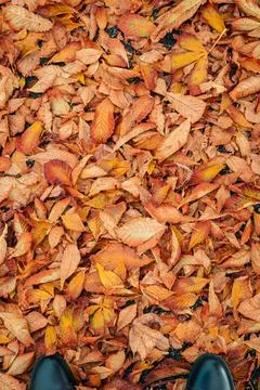 Autumn leaves Stock Photos