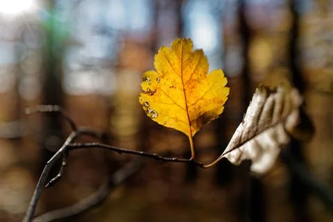Autumn Leaves Stock Photos