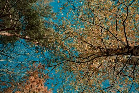 Autumn Leaves Stock Photos