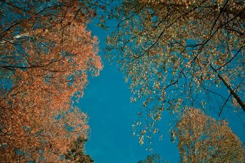 Autumn Leaves Stock Photos