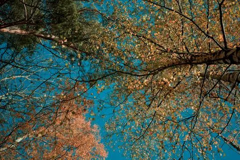 Autumn Leaves Stock Photos