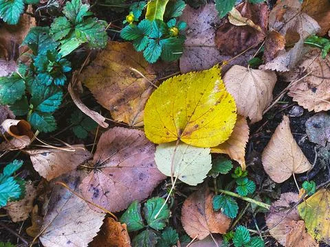 Autumn leaves. Stock Photos