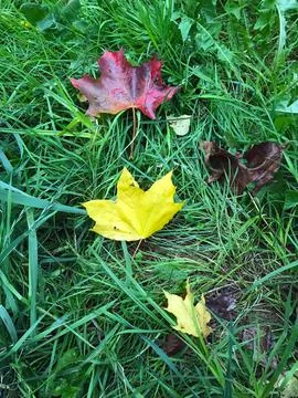 Autumn leaves. Stock Photos