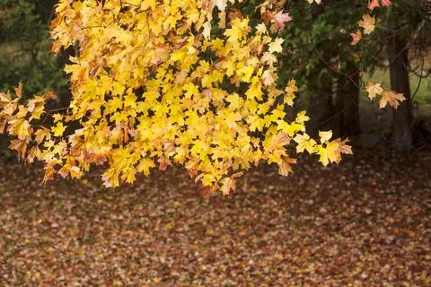 Autumn Leaves Stock Photos