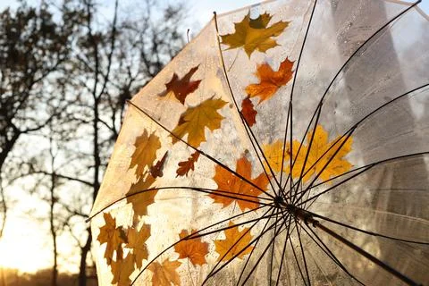Autumn leaves Stock Photos