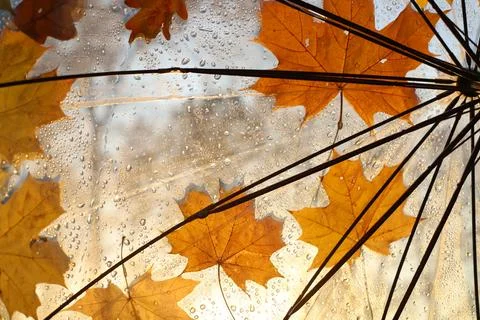 Autumn leaves Foto stock