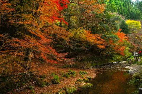 Autumn leaves Foto stock