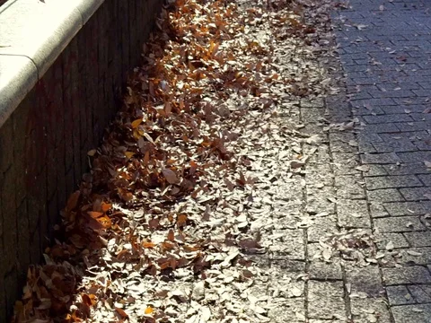 Autumn leaves pile blown by wind. People walk on street side walk. Urban scene Stock Footage