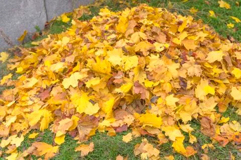 Autumn leaves in a pile Stock Photos