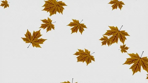 Autumn leaves of plane tree moving on transparent background. Close-up view. Видео 321007890