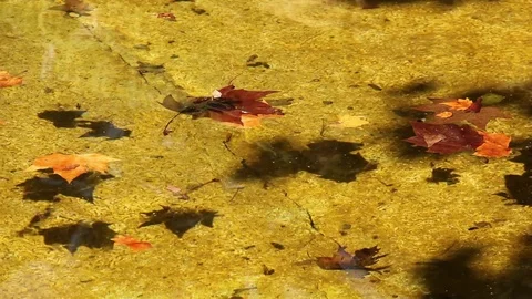 Autumn leaves in pond Stock Footage 80787100