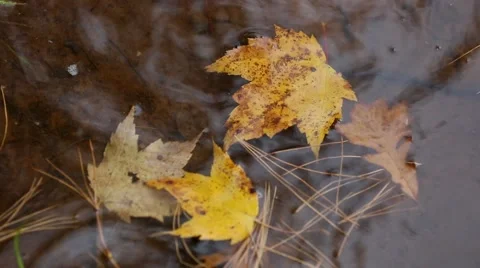 AUTUMN LEAVES IN POND WHILE RAINING Stock Footage 42772560