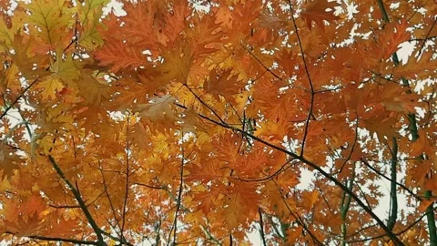 Autumn leaves. Quercus rubra. Stock Footage 247664203
