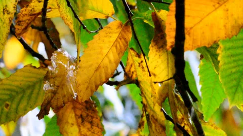 Autumn leaves in the rain Stock Footage 35860034