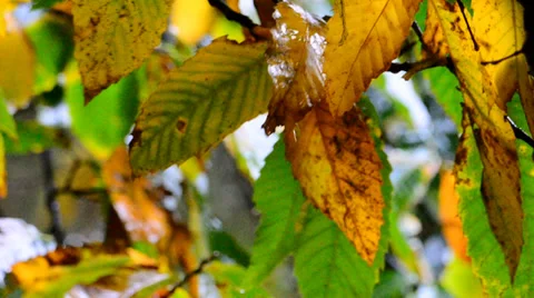 Autumn leaves in the rain Stock Footage 35883098