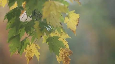 AUTUMN LEAVES IN RAIN Stock Footage 50777006