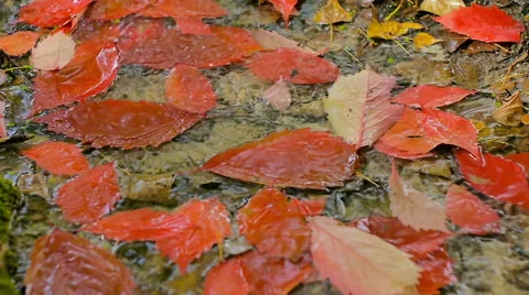Autumn Leaves In The Rain Stock Footage 68348820