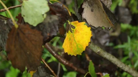 Autumn leaves in the rain 库存影片 79771563