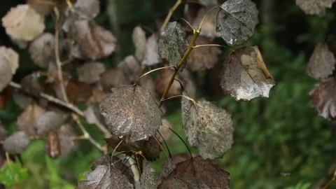 Autumn leaves in the rain 库存影片 79771641
