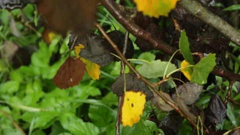 Autumn leaves in the rain 库存影片 79771736
