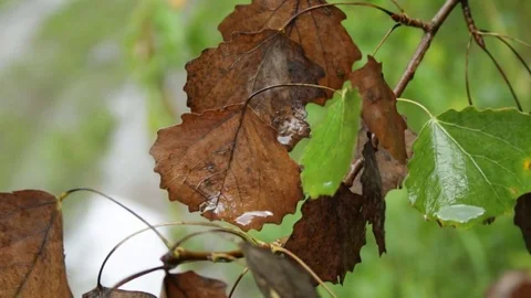 Autumn leaves in the rain 库存影片 79771744