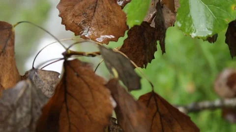 Autumn leaves in the rain Stock Footage 79771837