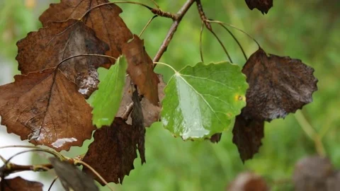 Autumn leaves in the rain 库存影片 79771856