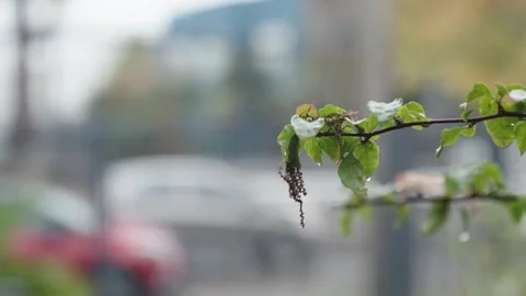 Autumn Leaves with Raindrops in Backlight Stock Footage 312749039