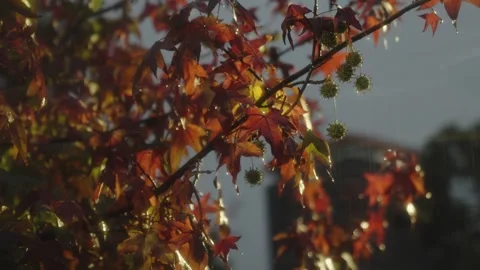 Autumn Leaves with Raindrops in Backlight Stock Footage 312749981
