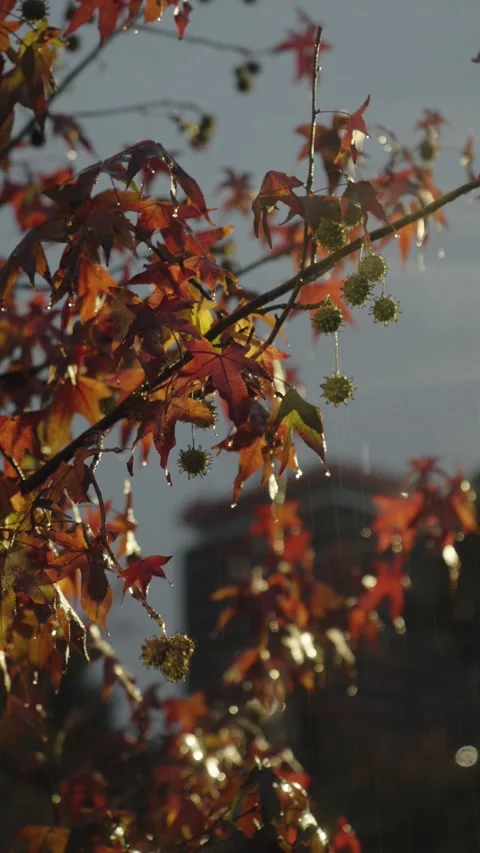 Autumn Leaves with Raindrops in Backlight Stock Footage 312750182