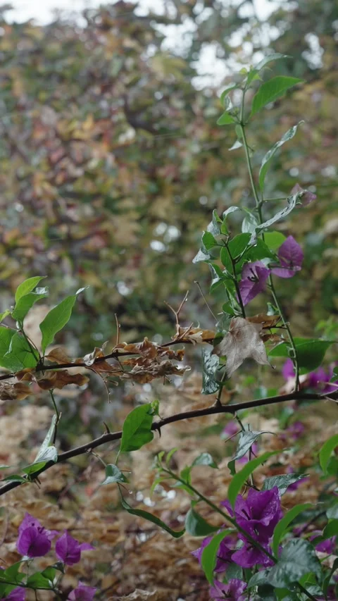 Autumn Leaves with Raindrops in Backlight Stock Footage 312750859
